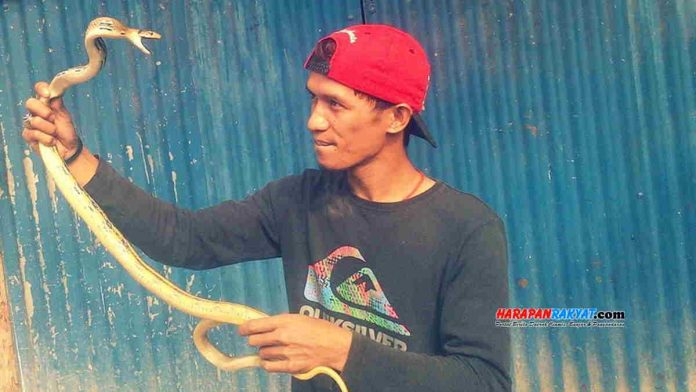 Cara Mengusir Ular dari Rumah