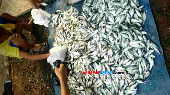 Memasuki musim penghujan ternyata membawa berkah bagi “tukang naheun bubu” (nelayan ikan yang menggunakan alat bernama bubu) di aliran Sungai Citanduy.