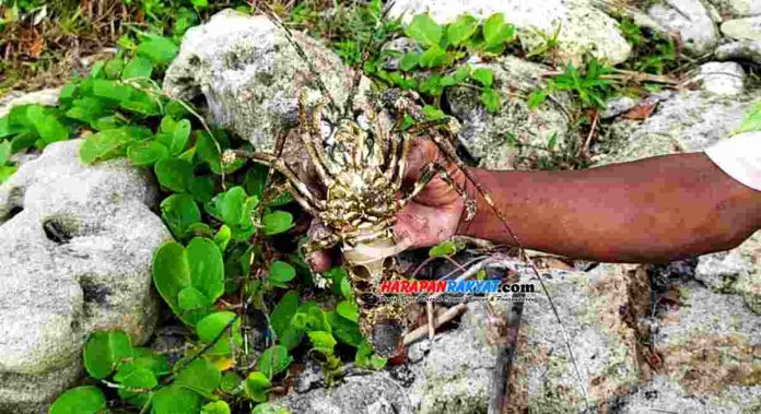 Para nelayan pintur di Kabupaten Pangandaran, Jawa Barat, menolak ekspor baby lobster, yang mana saat ini pemerintah berencana akan membuka kembali keran ekspor beby (benih) lobster.