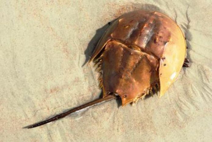 Organisme Tertua di Bumi ini Masih Bertahan