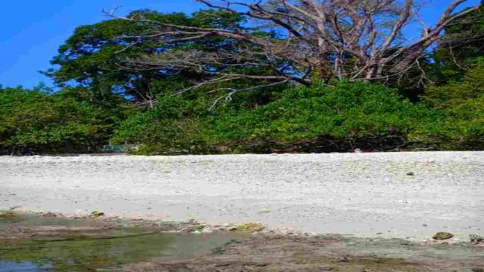Biota Laut di Pantai Karapyak