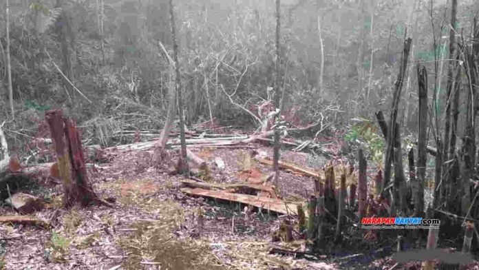 Perhutani mengelola hutan