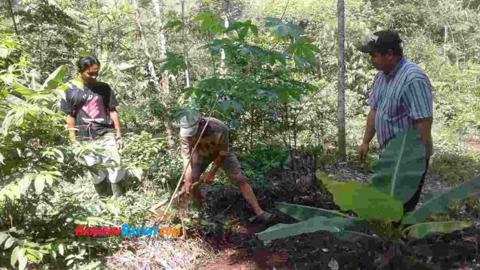 Petani Tanam Buah