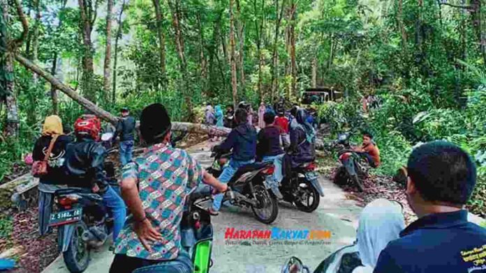pohon tumbang di Pangandaran