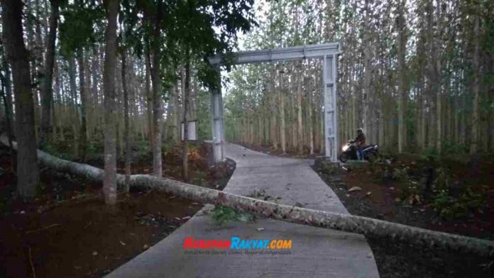 Perkebunan jati Ciamis