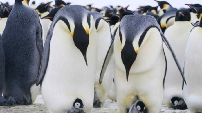 Populasi Penguin Antartika Menurun