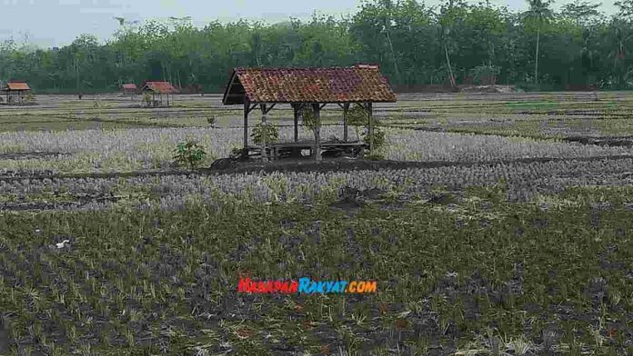 sawah tadah hujan