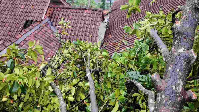Tiga Rumah di Sukamulya Ciamis Rusak Tertimpa Pohon Tumbang