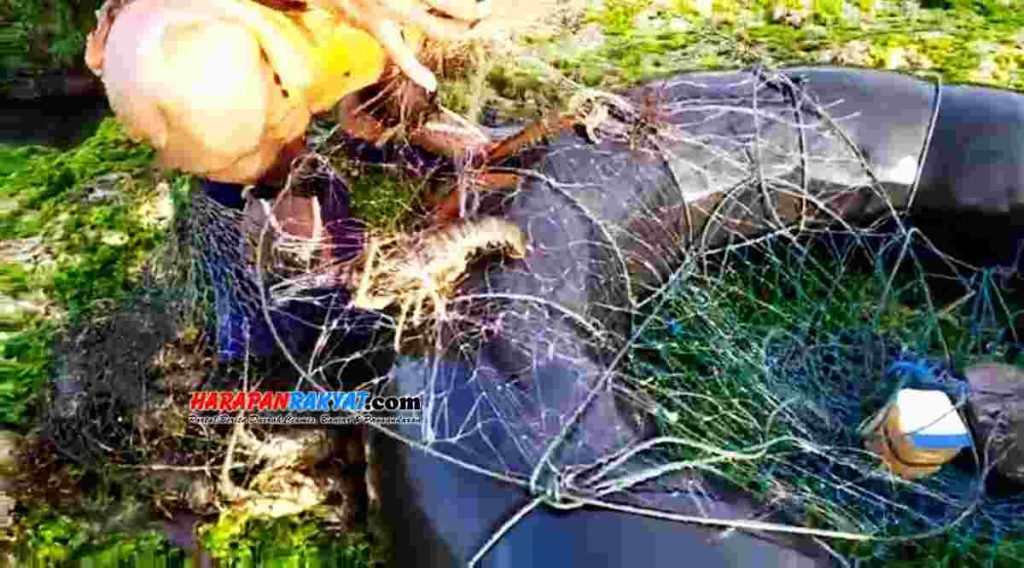 Udang karang atau lobster hasil tangkapan nelayan pintur di Desa Bagolo, Kalipucang, Kabupaten Panganadran.