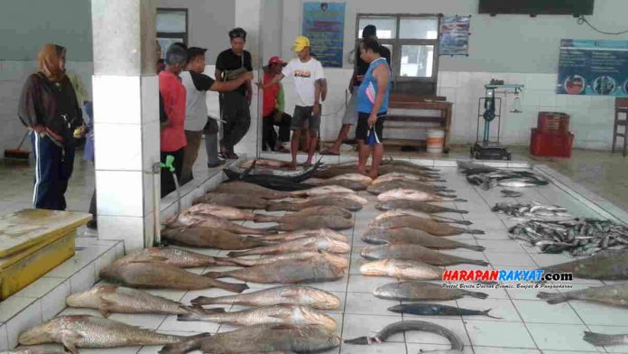harga Udang Mutiara