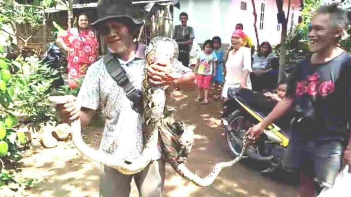 Viral, Warga Ciamis Tangkap Ular Sanca Pemangsa Ternak