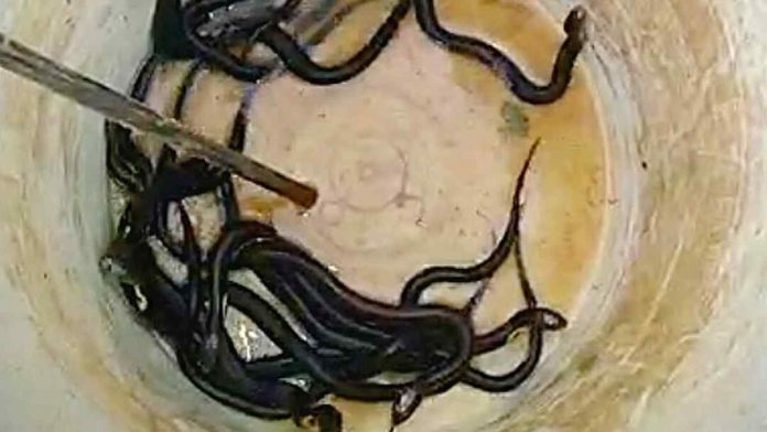 Warga Kota Banjar Geger, Puluhan Anak Ular Kobra Bersarang di Sumur Masjid