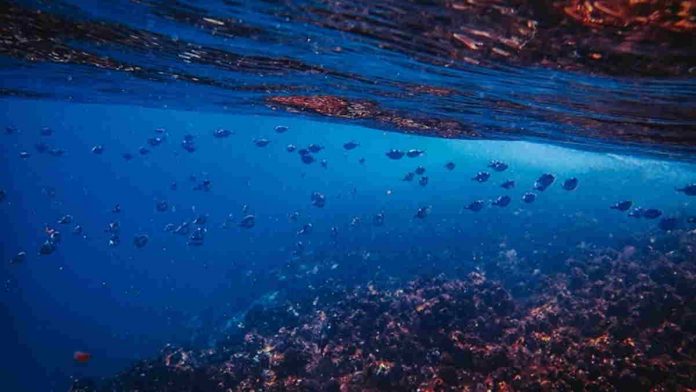 Jika Suhu Laut Memanas