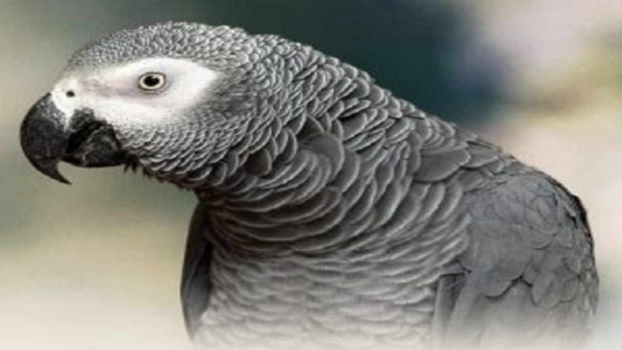 31+ Burung beo warna merah terupdate