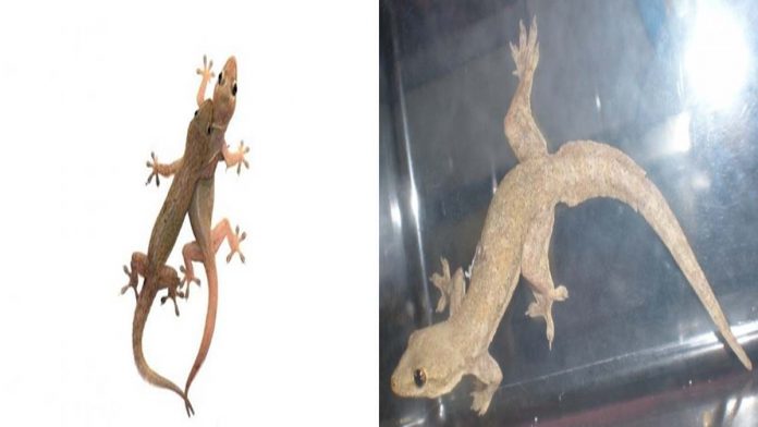 Mengusir Cicak dari Rumah, Ampuh Pakai Bahan Alami Ini!