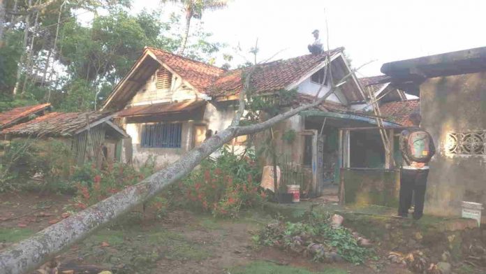Diterjang Angin Kencang, Rumah Warga Bojonggedang Ciamis Tertimpa Pohon Albasia