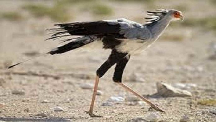 Fakta Secretary Bird