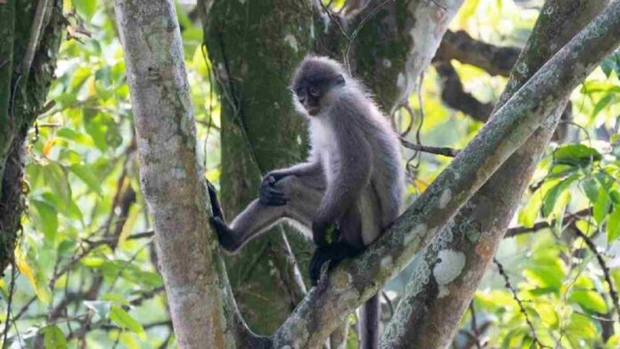 Fakta Surili Monyet Beruban, Endemik Langka dari Jawa Barat