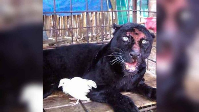 Foto Macan Kumbang