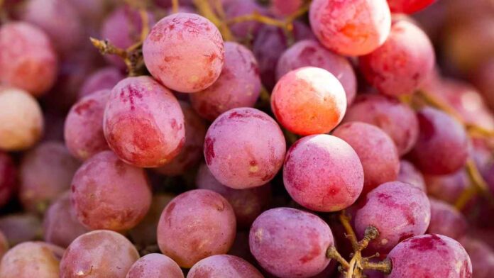 Manfaat Buah Anggur Merah untuk Kesehatan Tubuh