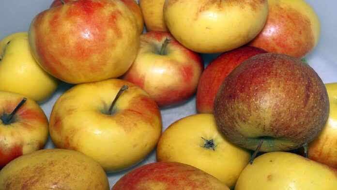 Manfaat Buah Apel