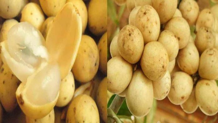 Manfaat Buah Duku dan Efek Sampingnya