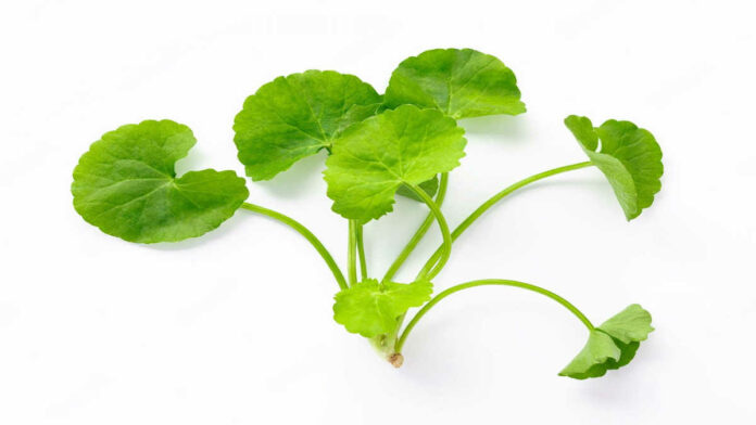 Manfaat Daun Antanan, Tanaman Liar yang Bisa Jadi Herbal!