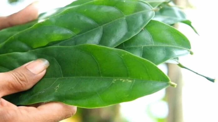 Manfaat Daun Hantap, Obat Panas Dalam hingga Maag