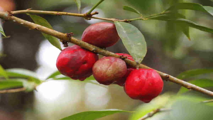 Manfaat Mahkota Dewa, Obat Herbal dengan Sejuta Khasiat!