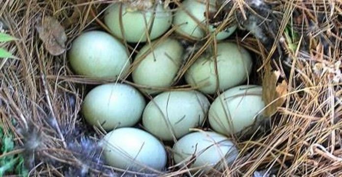 Manfaat Telur Bebek untuk Kesehatan Tubuh
