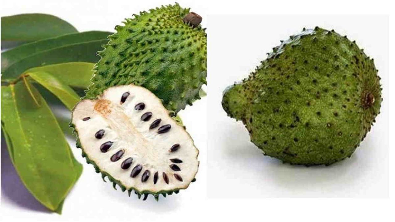 manfaat buah sirsak matang yang berkhasiat atasi asam urat