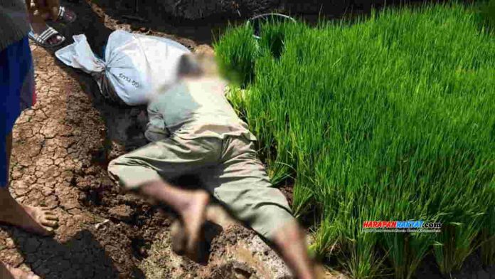 di Tengah Sawah