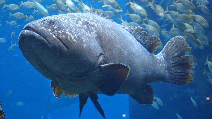 Penemuan Ikan Raksasa Kerapu Warsawa