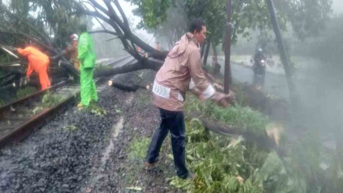 pohon tumbang di Kota Banjar