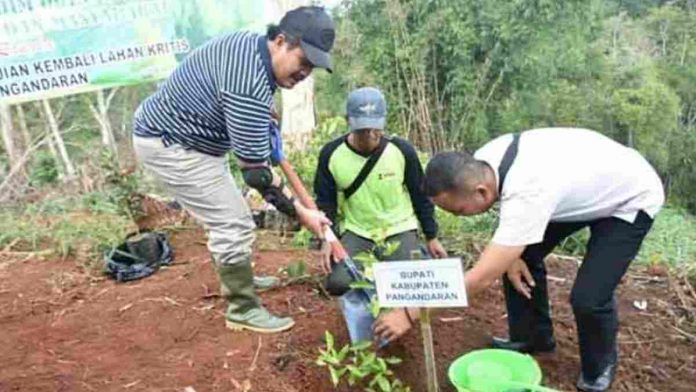hutan gundul di Pangandaran