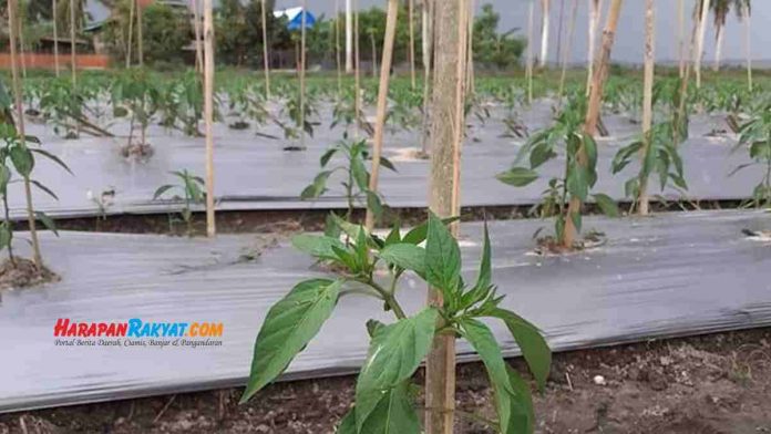 harga cabe di Pangandaran