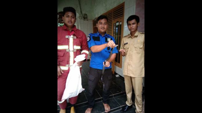 teror king kobra di Pangandaran