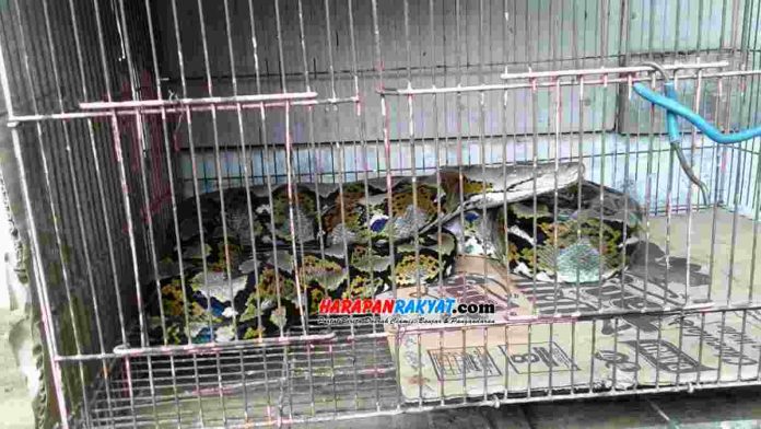 Ular Sanca Kembang Berukuran Besar Hebohkan Warga Situbatu Kota Banjar