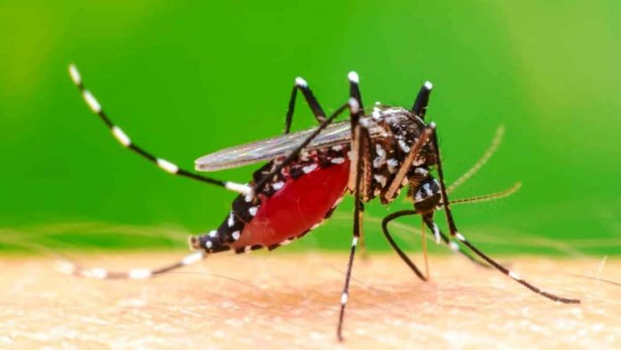 Virus penyakit demam berdarah dengue (DBD) sempat menyebabkan jatuhnya korban jiwa di Kota Banjar.