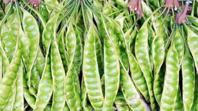harga petai anjlok