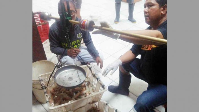 Tangkapan Melimpah, Harga Udang di Pangandaran Kembali Turun