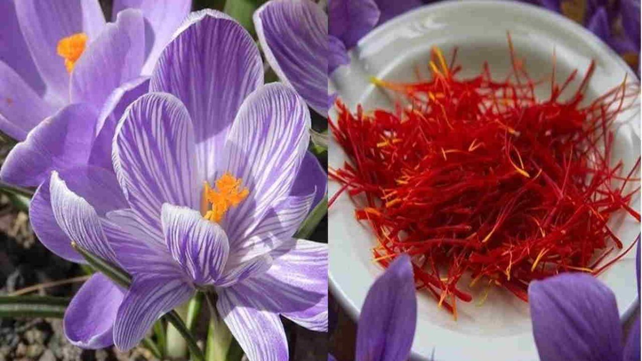 Manfaat Bunga Saffron