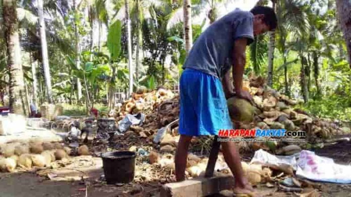 Komoditi Kelapa Pangandaran