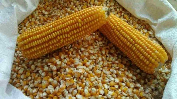 penghasil pakan jagung