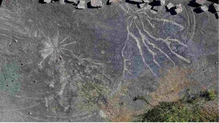 penemuan fosil hutan tertua