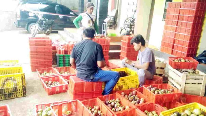 Harga Buah Manggis Pangandaran