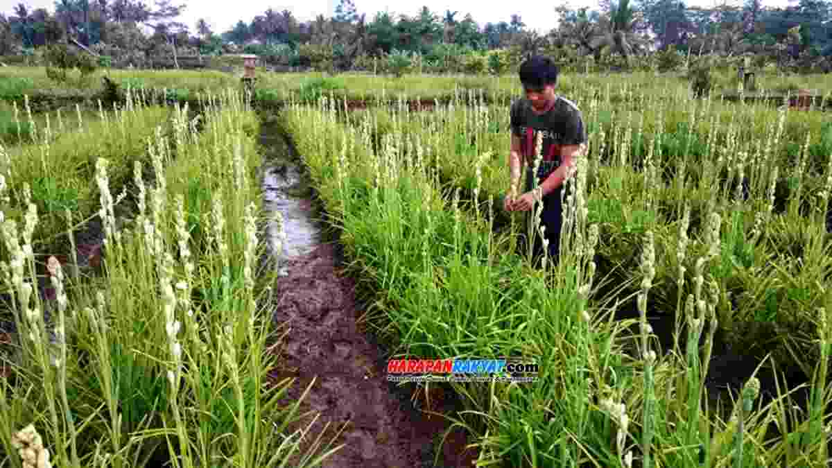 Tanam Bunga Sedap Malam Petani Bunga Di Ciamis Raup Untung Jutaan Rupiah Harapan Rakyat Online