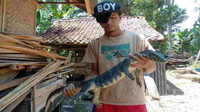 peternak biawak