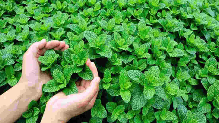 Manfaat Daun Mint untuk Tubuh, Berikut Ini Cara Mengonsumsinya