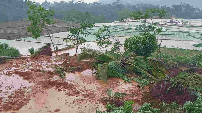 Akses Jalan Pertanian di Desa Pangkalan Pangandaran Terputus Akibat Longsor